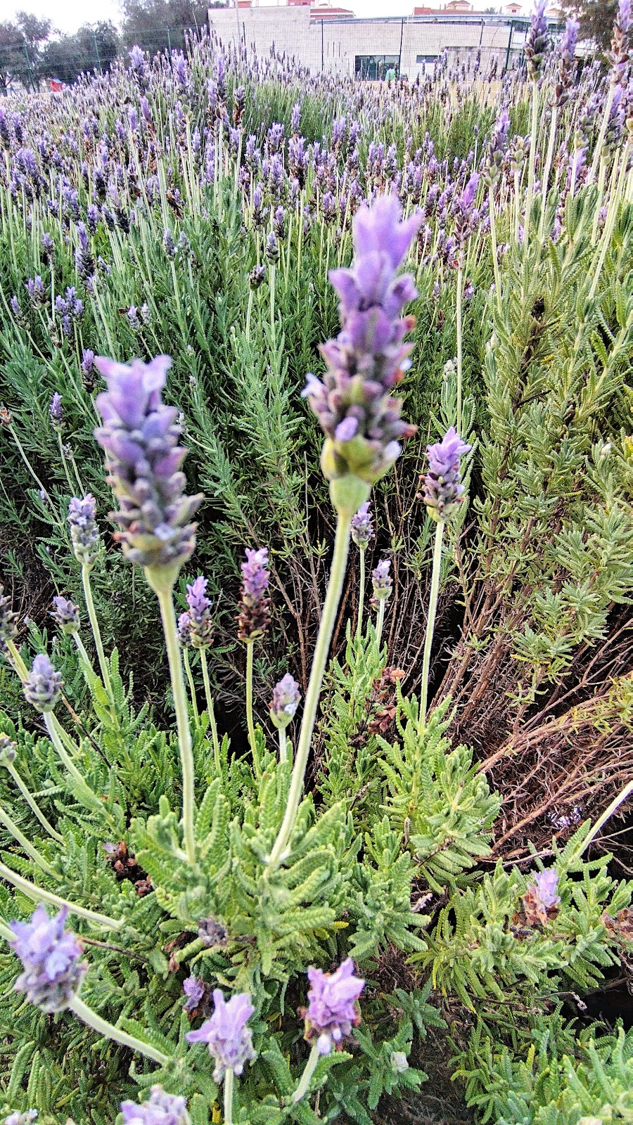 CALISTENIA MOBIPARK Park