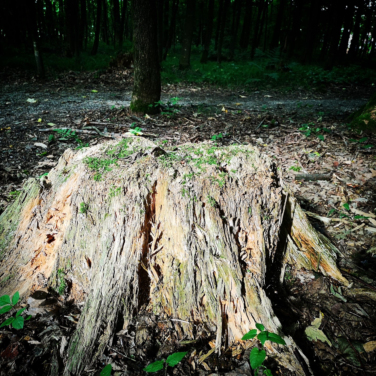 Fitness-Parcour Grieskirchen