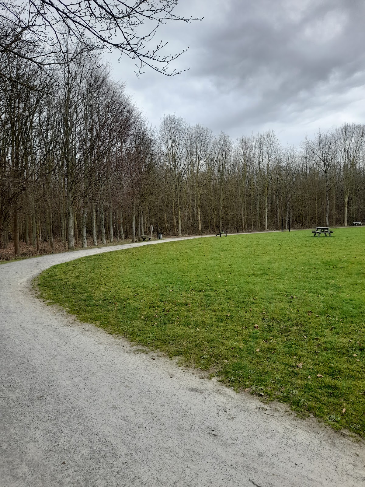 Forêt d'Ifs