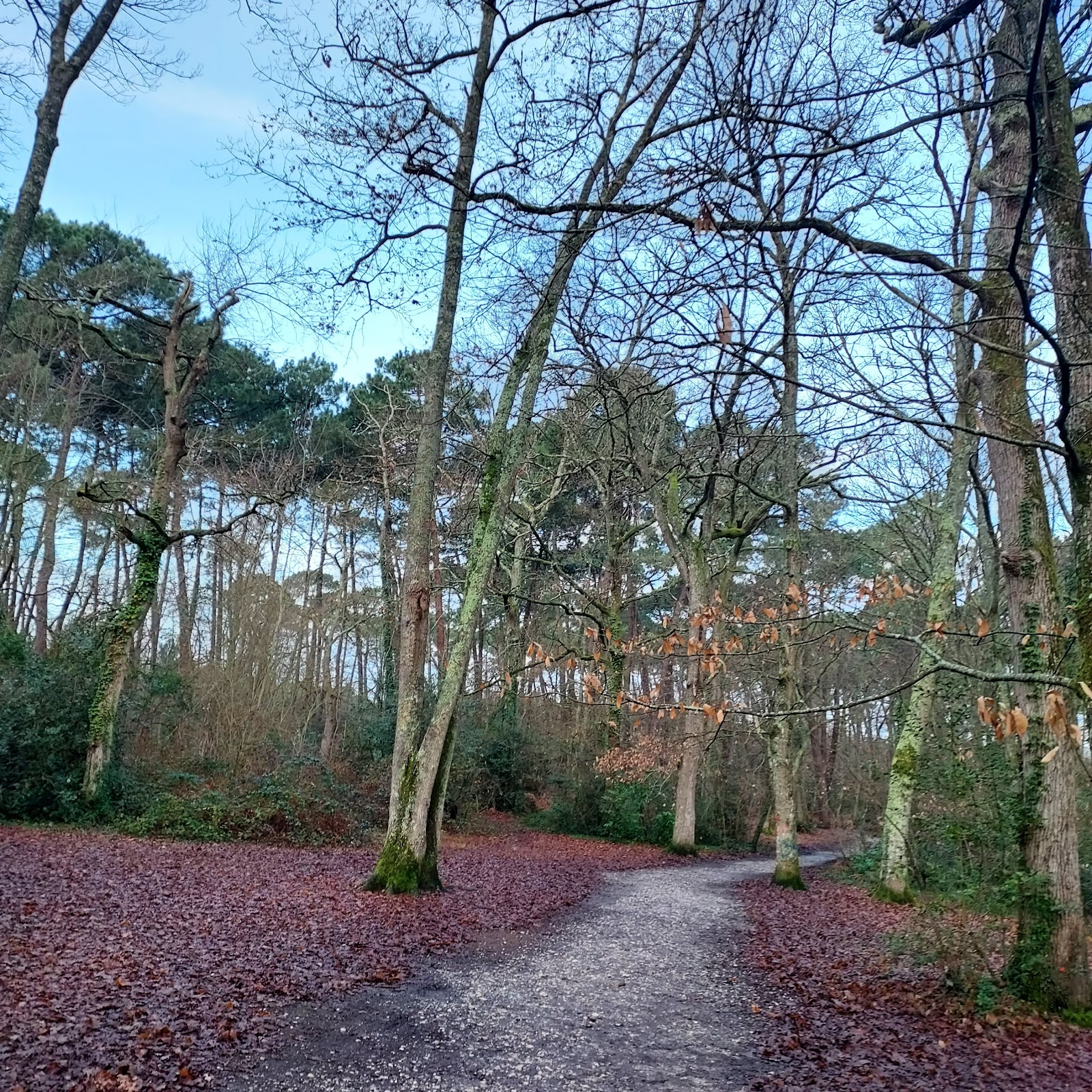 Forêt de MERIGNAC - Parcours Sportif