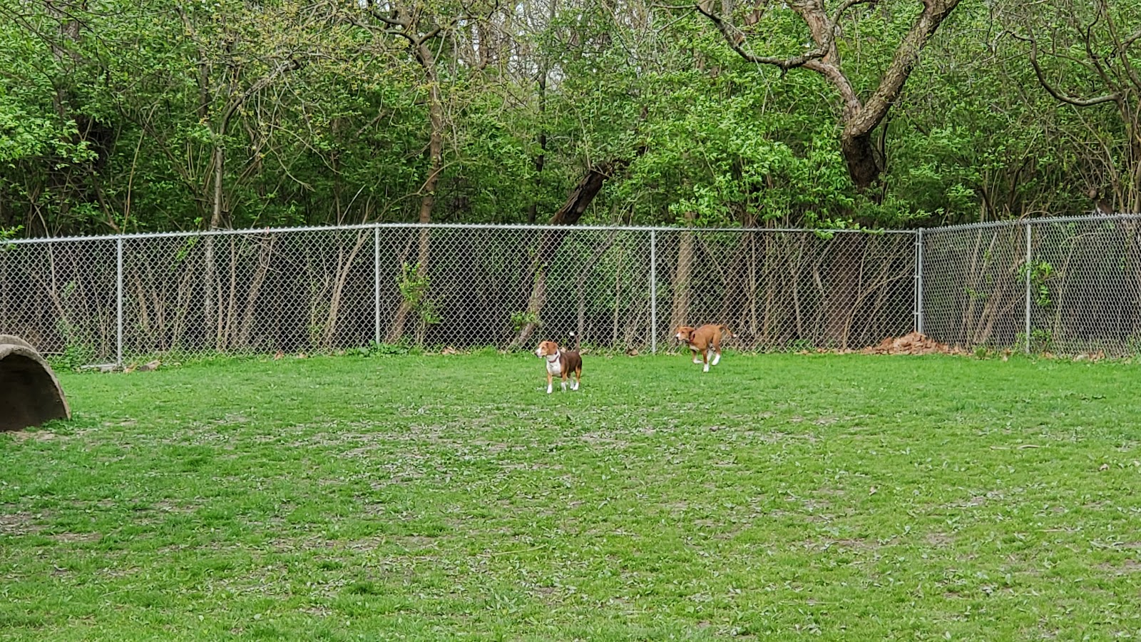 Frick Park Off-Leash Exercise Area