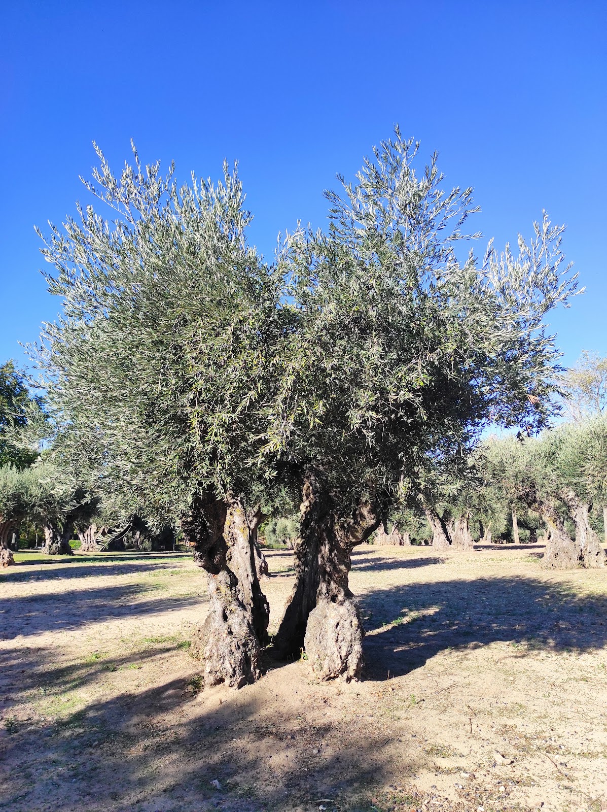 Olivar Park