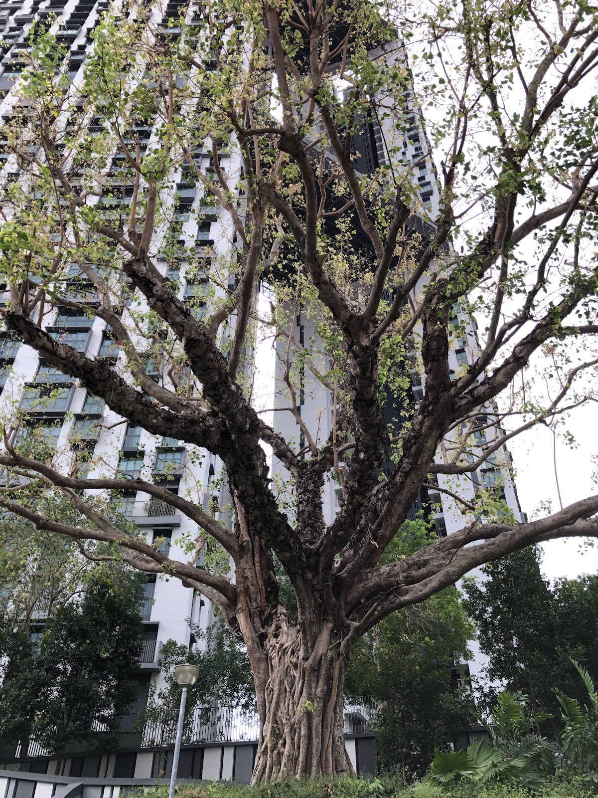 Duxton Plain Park Calisthenics Fitness Corner