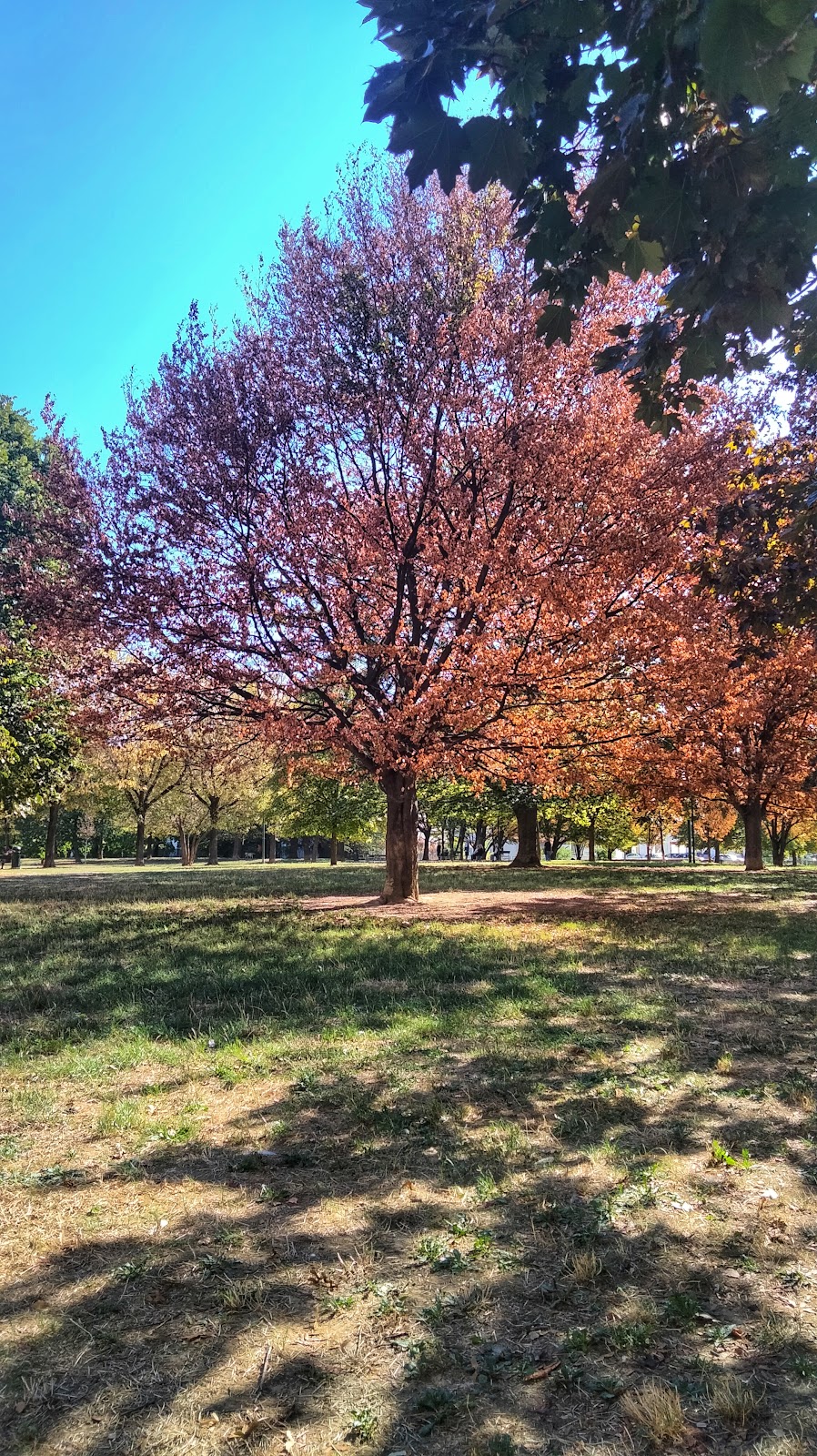 Parco Braccini