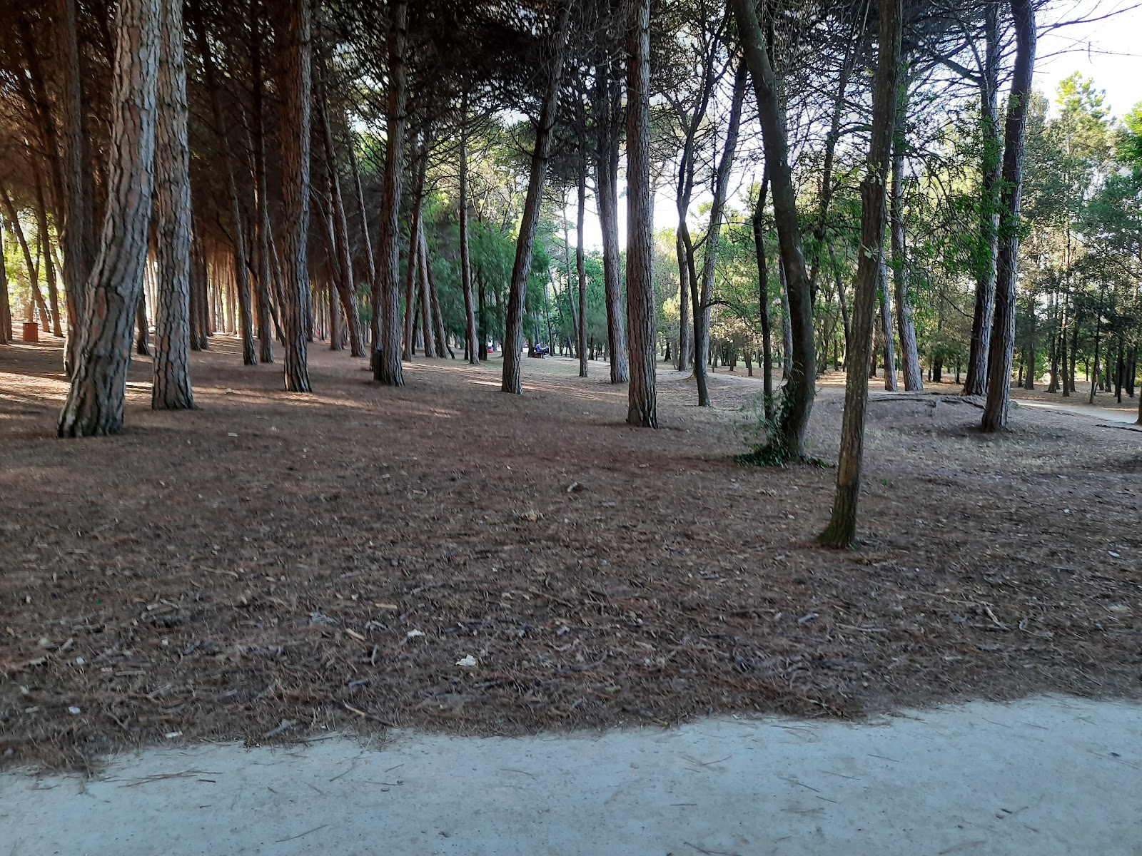 Pineta