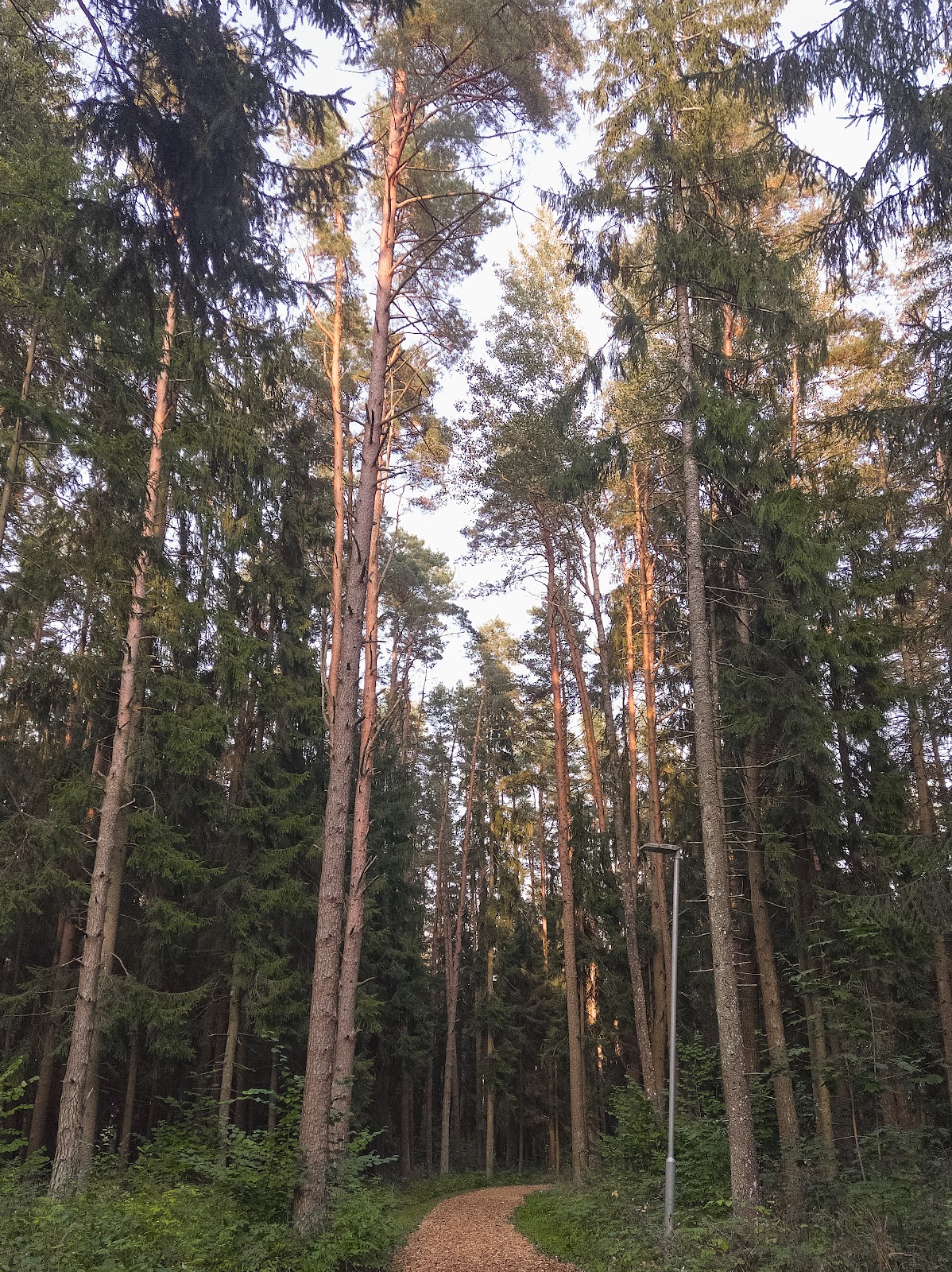 Tõrvandi parkmets